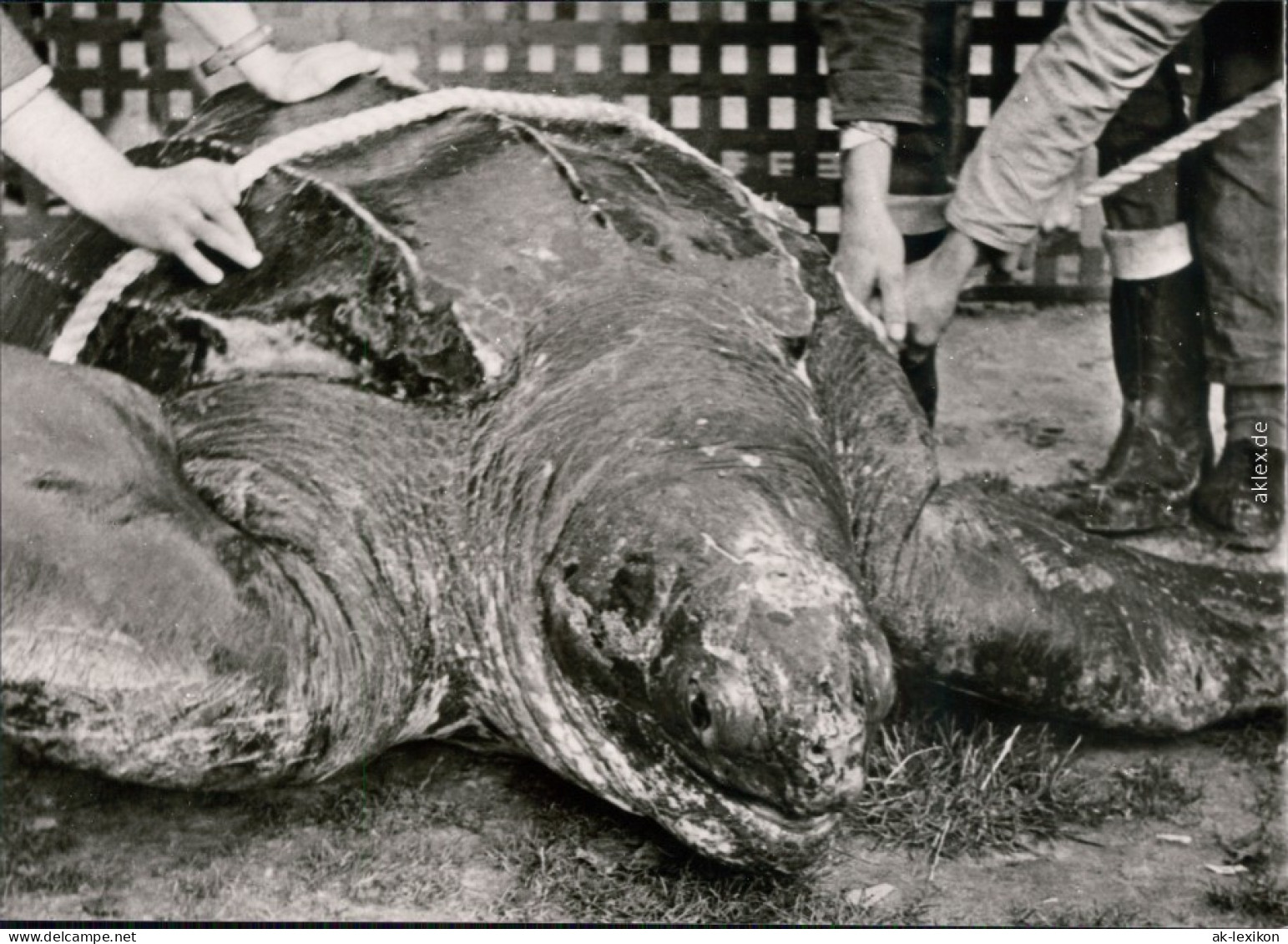 Stralsund Meeresmuseum / Museum Für Meereskunde - Lederschildkröte 1977 - Stralsund