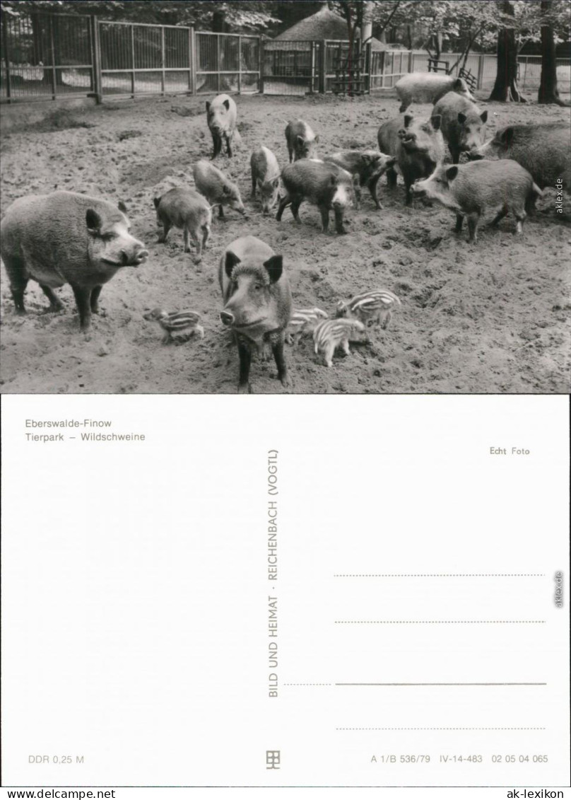 Ansichtskarte Finow-Eberswalde Tierpark - Wildschweine 1979 - Eberswalde