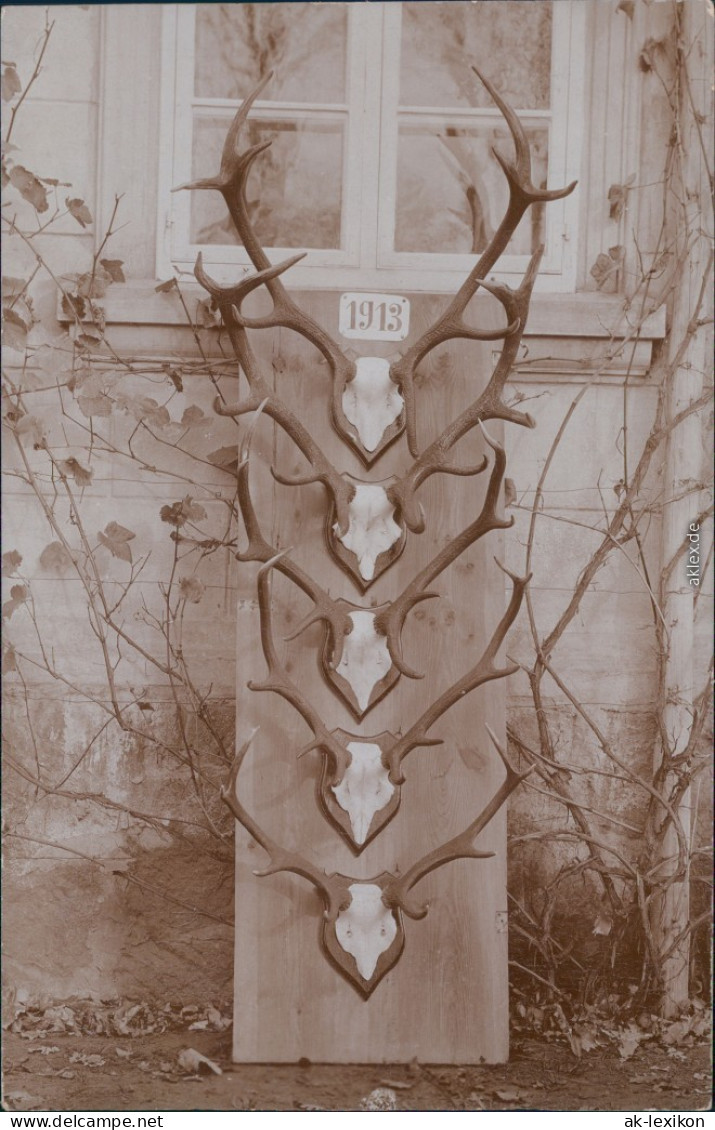 Ansichtskarte Torgelow Geweihetrophäen - Am Haus Privatfoto 1913  - Other & Unclassified
