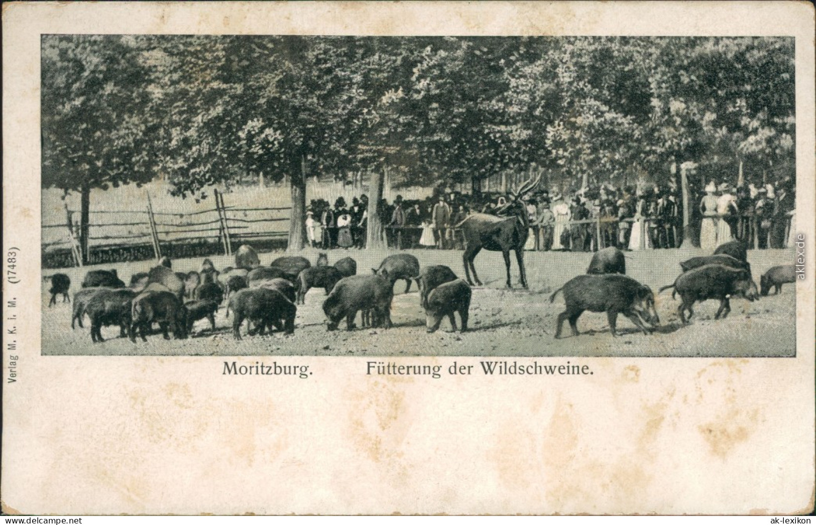 Ansichtskarte Moritzburg Fütterung Der Wildschweine 1912 - Moritzburg