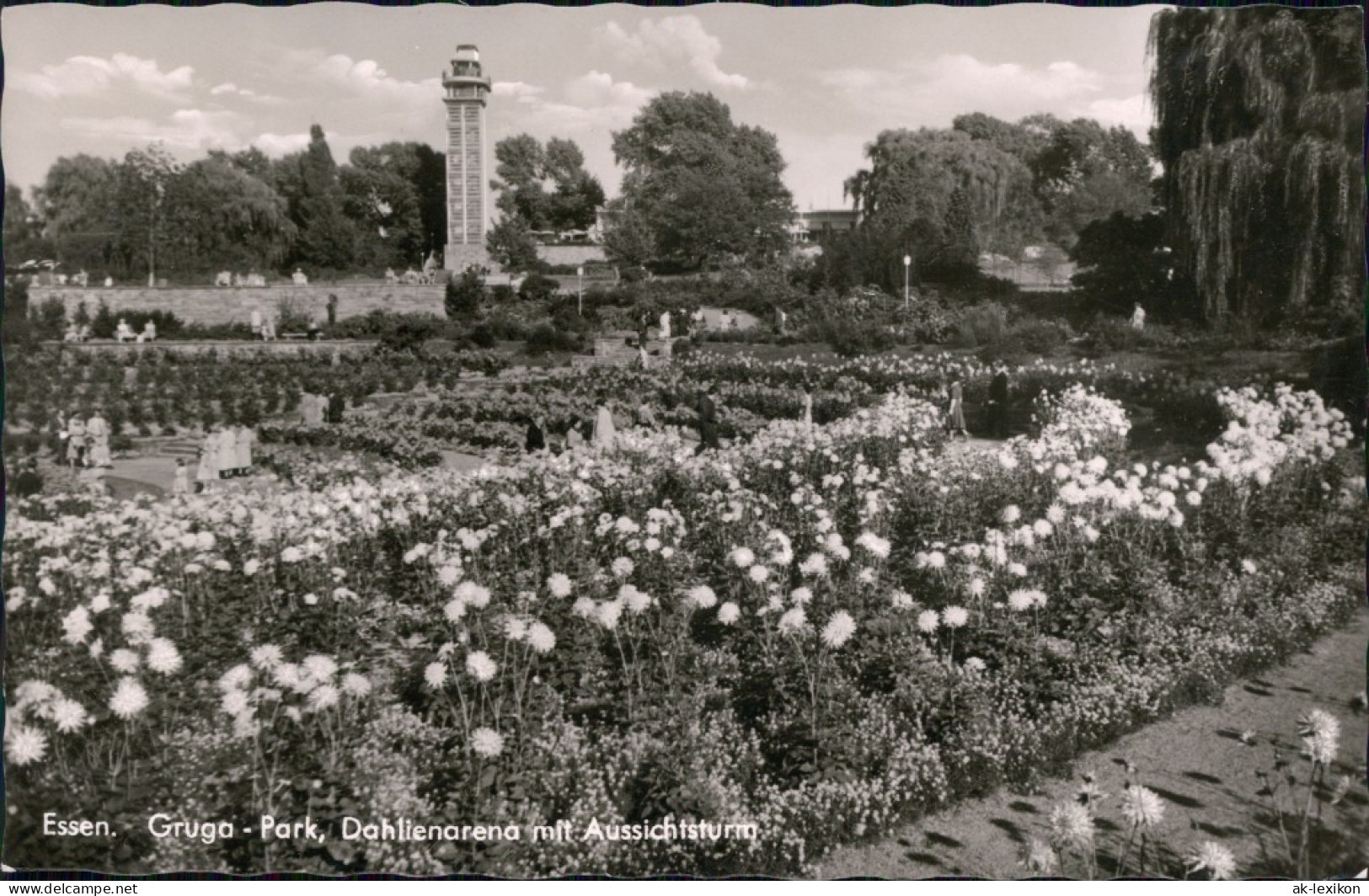 Ansichtskarte Essen (Ruhr) Grugapark - Dahlienarena Mit Aussichtsturm 1956 - Essen