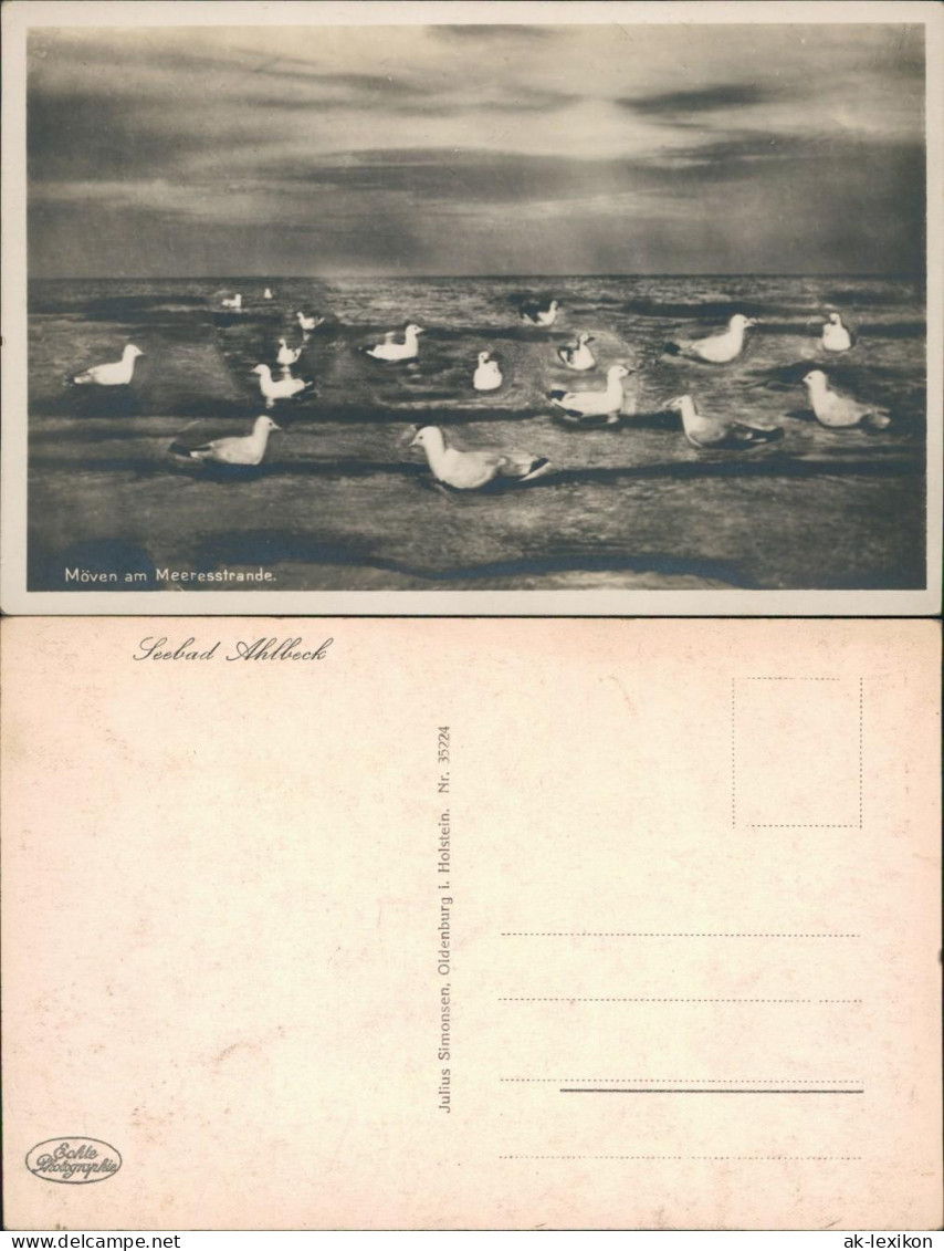 Ansichtskarte Ahlbeck (Usedom) Möwen Am Meeresstrande 1929  - Other & Unclassified
