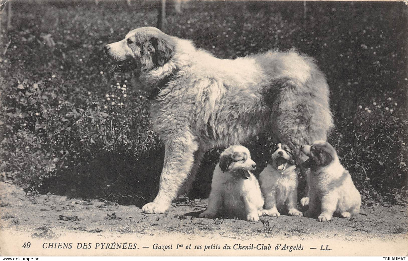 65-ARGELES-CHIENS DES PYRENEES - Gazost Et Ses Petits-N 6004-B/0077 - Argeles Gazost