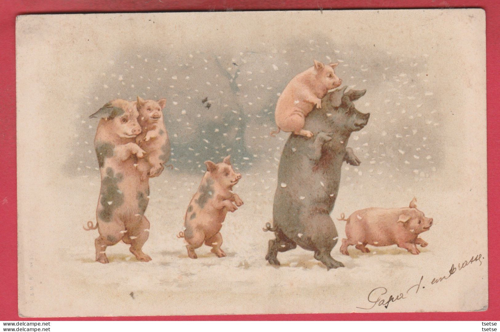 Cochons / Pig - Position Humaine ...familles Cochons Dans La Tempête De Neige - 1903  ( Voir Verso ) - Cerdos
