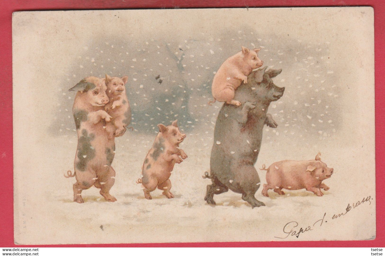 Cochons / Pig - Position Humaine ...familles Cochons Dans La Tempête De Neige - 1903  ( Voir Verso ) - Varkens