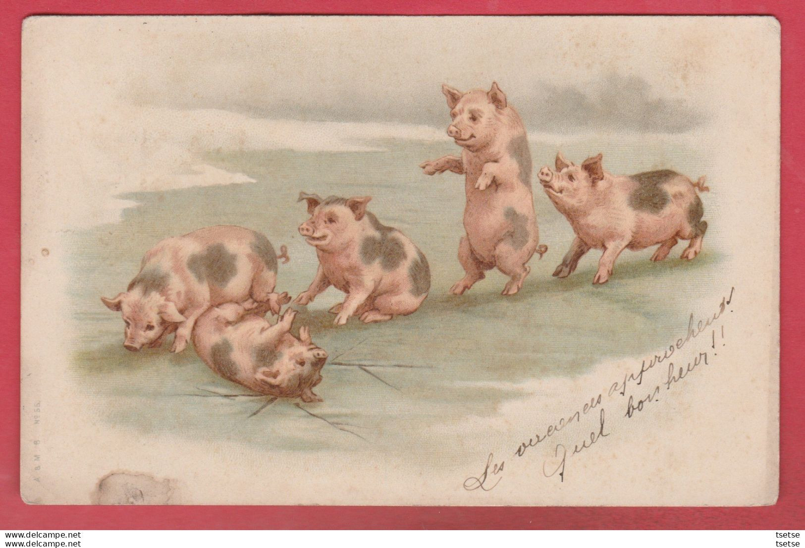 Cochons / Pig - Position Humaine ...groupe De Cochons Sur La Glace - 1902  ( Voir Verso ) - Pigs