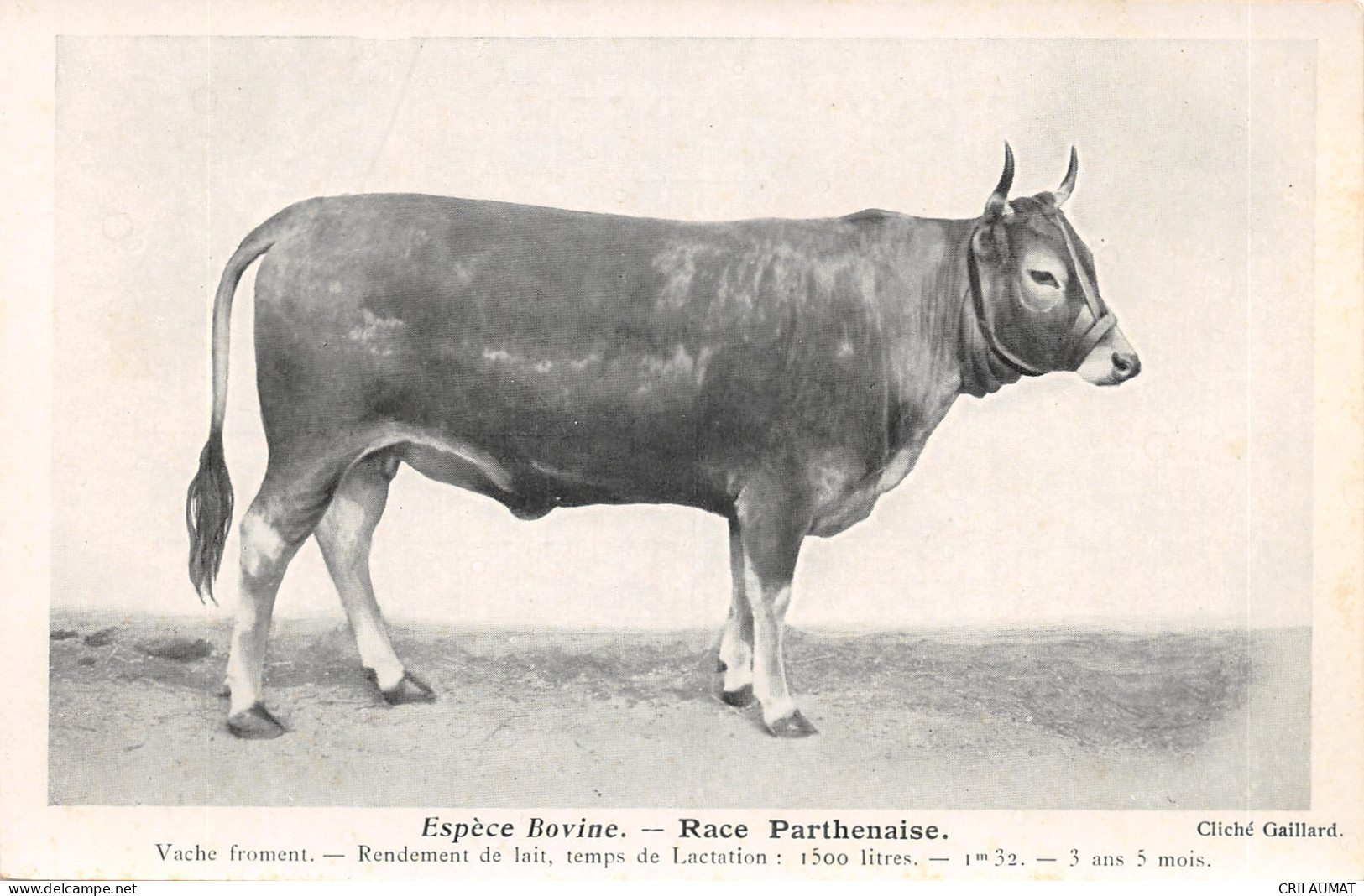 TH-VACHE PARTHENAISE-N 6009-B/0181 - Elevage