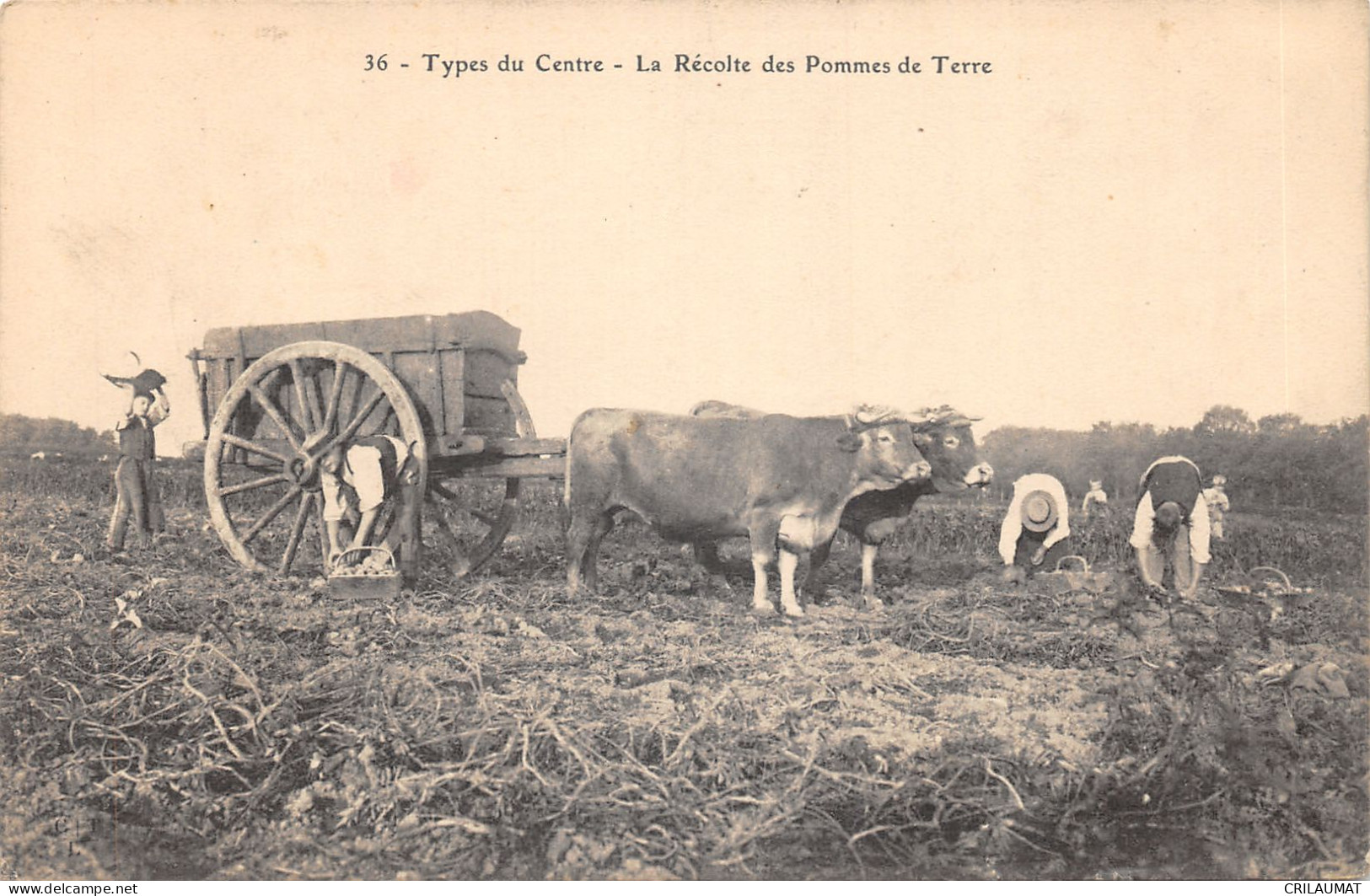 TH-AGRICULTURE-SCENE DU CENTRE-RECOLTE DES POMMES DE TERRE-N 6009-H/0373 - Culture