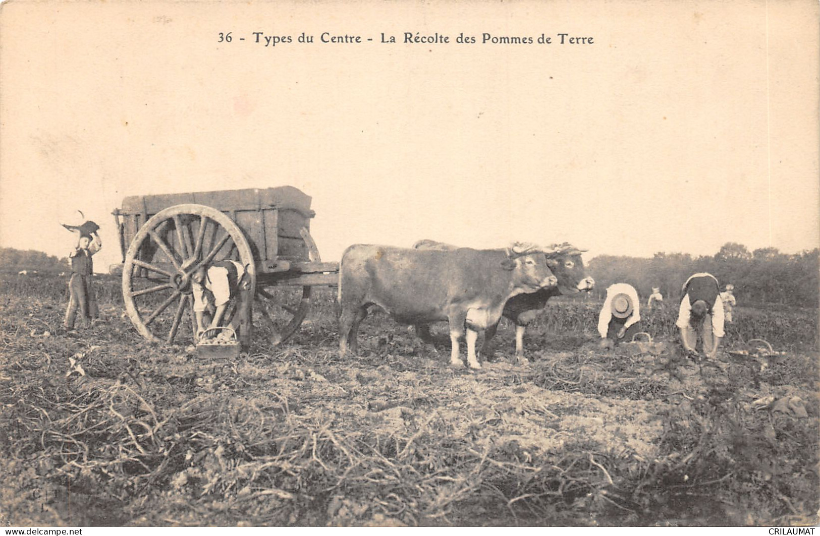 TH-AGRICULTURE-SCENE DU CENTRE-RECOLTE DES POMMES DE TERRE-N 6009-H/0373 - Cultures