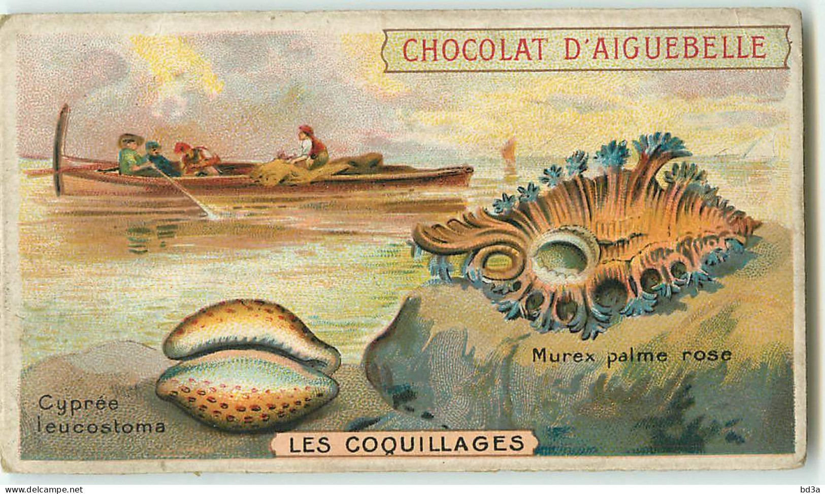 CHROMO - CHOCOLAT D'AIGUEBELLE -  LES COQUILLAGES - CYPRES LEUCOSTOMA - Aiguebelle