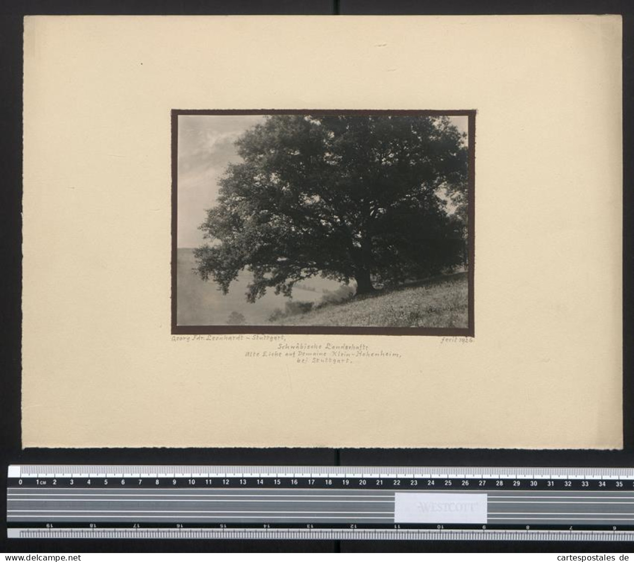 Fotografie Georg Friedrich Leonhardt, Stuttgart, Ansicht Klein-Hohenheim, Alte Eiche In Hanglage Bei Der Domaine 1926  - Places