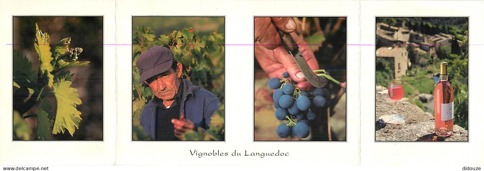 Vignes - Languedoc - Multivues - CPM Avec 2 Volets - Voir Scans Recto-Verso - Weinberge
