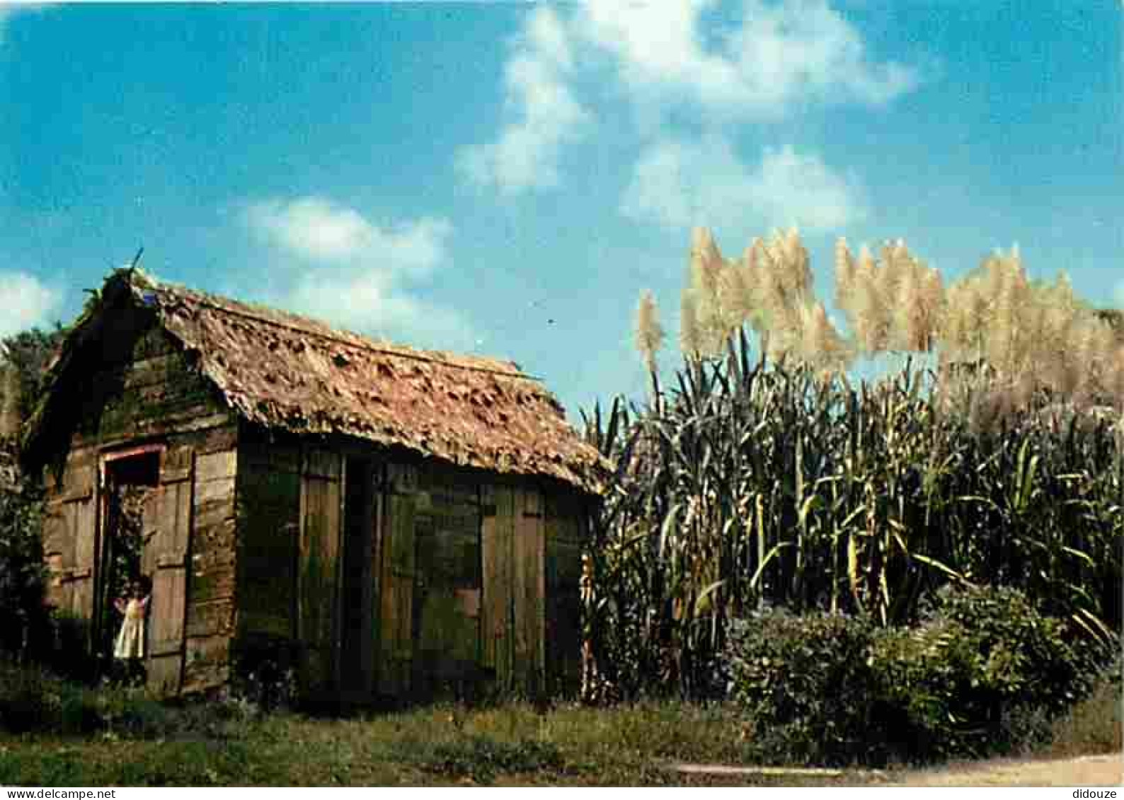 Antilles - Cannes à Sucre - Carte Neuve - CPM - Voir Scans Recto-Verso - Altri & Non Classificati