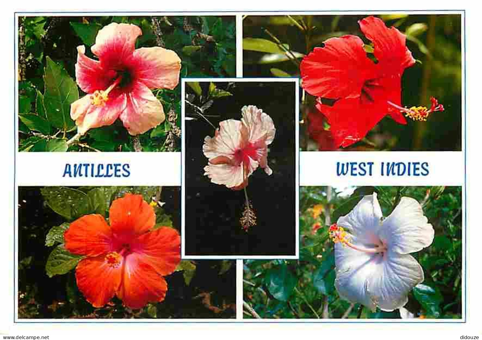 Antilles - West Indies - Multivues - Hibiscus Rosa Sinensis - La Rose De Chine - CPM - Voir Scans Recto-Verso - Otros & Sin Clasificación