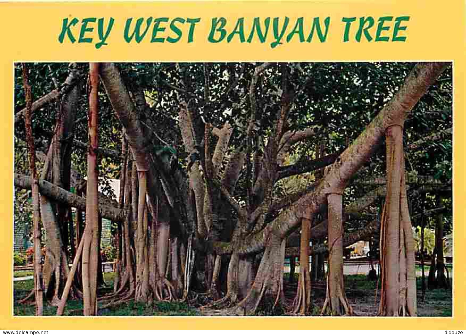 Etats Unis - Key West - The Giant Banyon Tree In Tropical Key West - Arbre Remarquable - Carte Neuve - CPM - Voir Scans  - Key West & The Keys