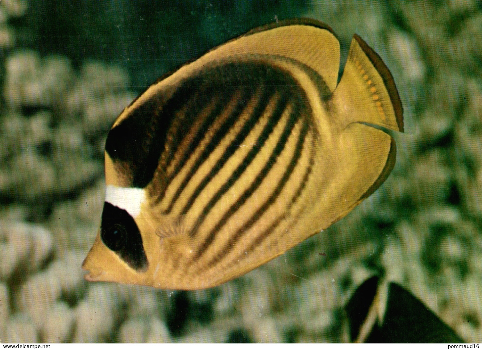 CPM Chaetodon Rubané - Aquarium De La Cote D'Amour, Le Croisic - Fish & Shellfish