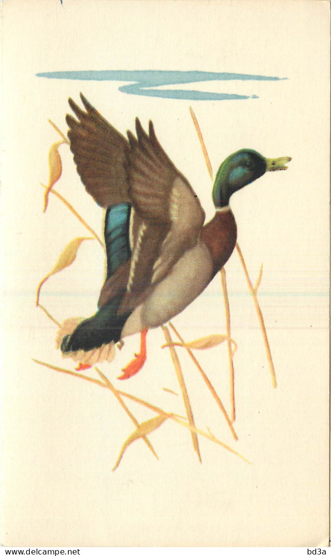ILLUSTRATION  THEME OISEAUX - CANARD - Birds