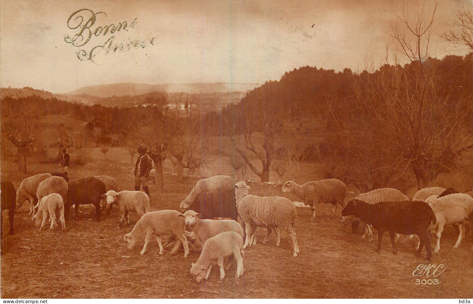 AGRICULTURE - TROUPEAU DE  MOUTONS - Elevage