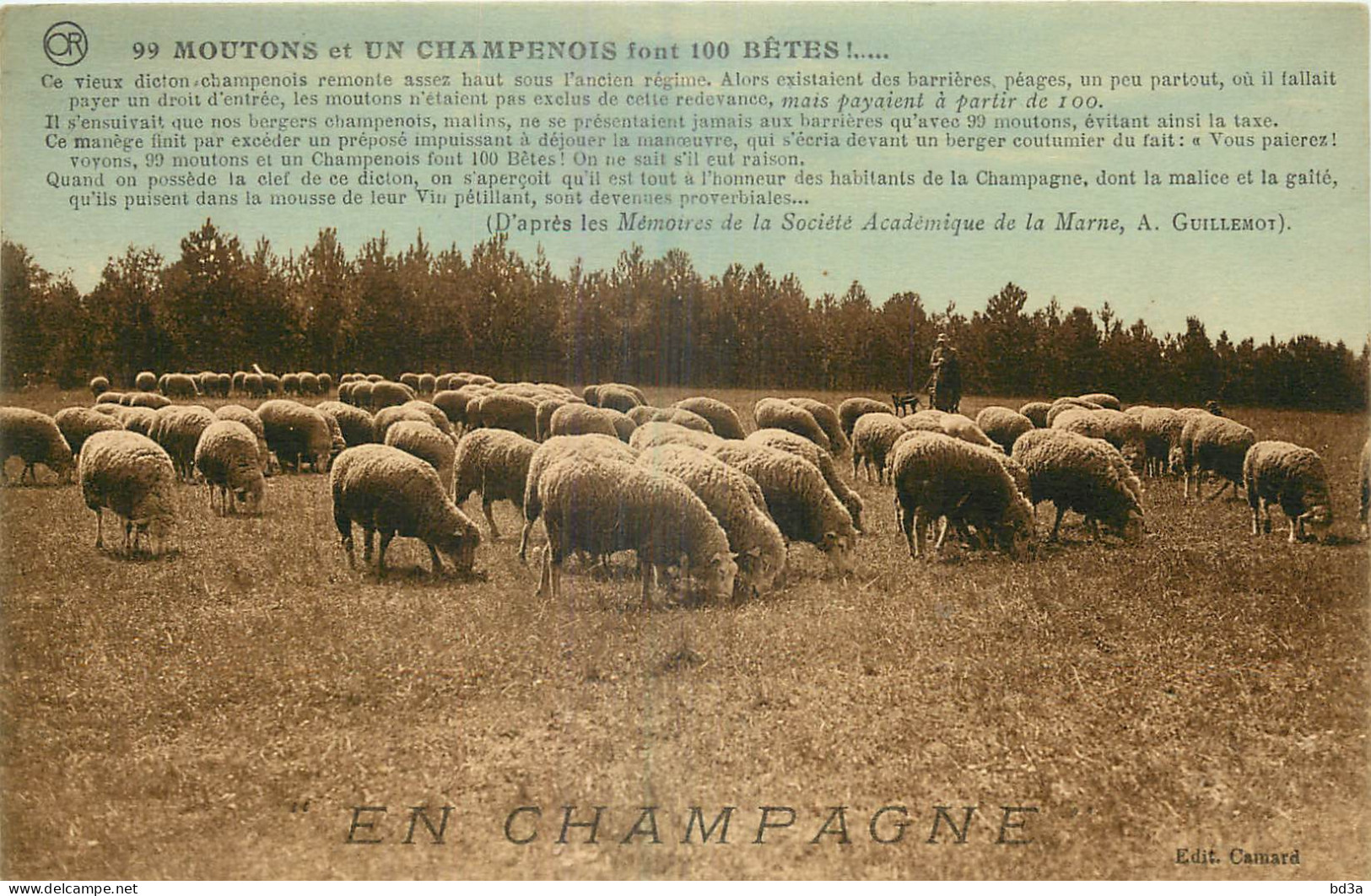 AGRICULTURE - EN CHAMPAGNE - MOUTONS  - Elevage