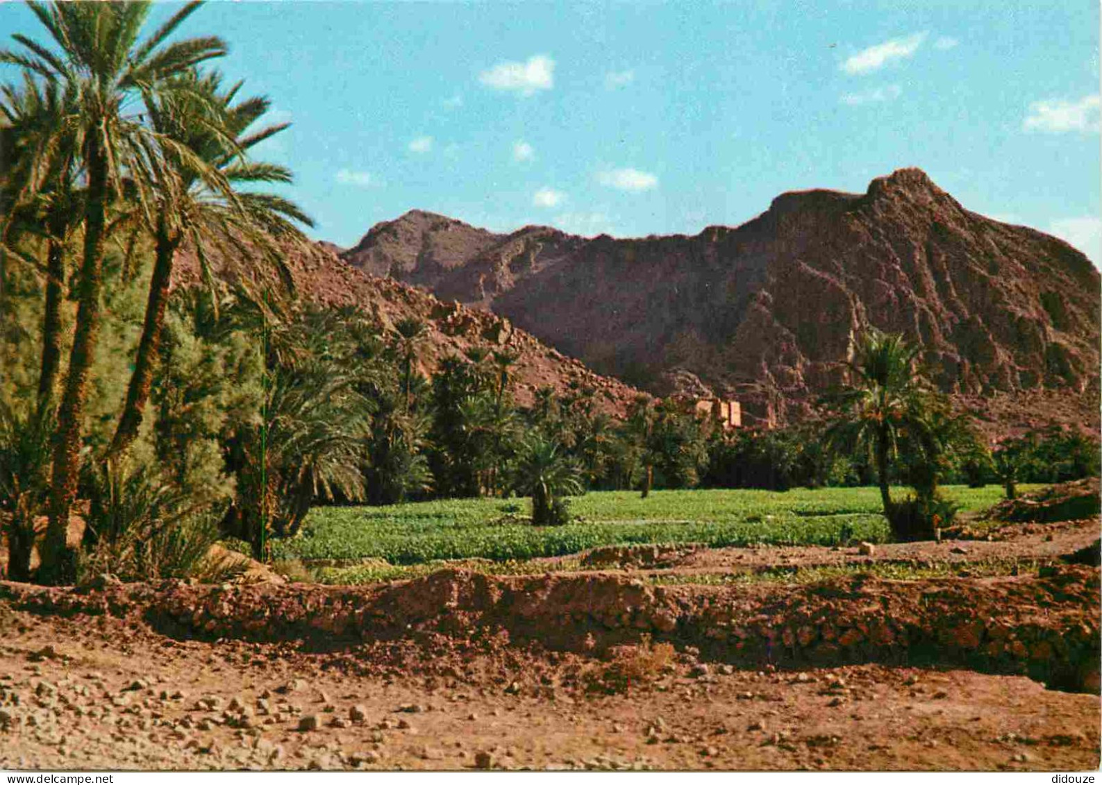 Maroc - Dans Le Sud Marocain - CPM - Carte Neuve - Voir Scans Recto-Verso - Other & Unclassified