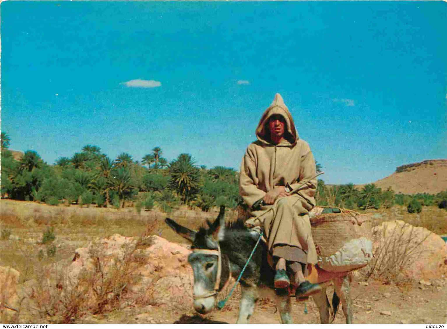 Maroc - Anes - Folklore - Scènes Et Types - CPM - Carte Neuve - Voir Scans Recto-Verso - Autres & Non Classés