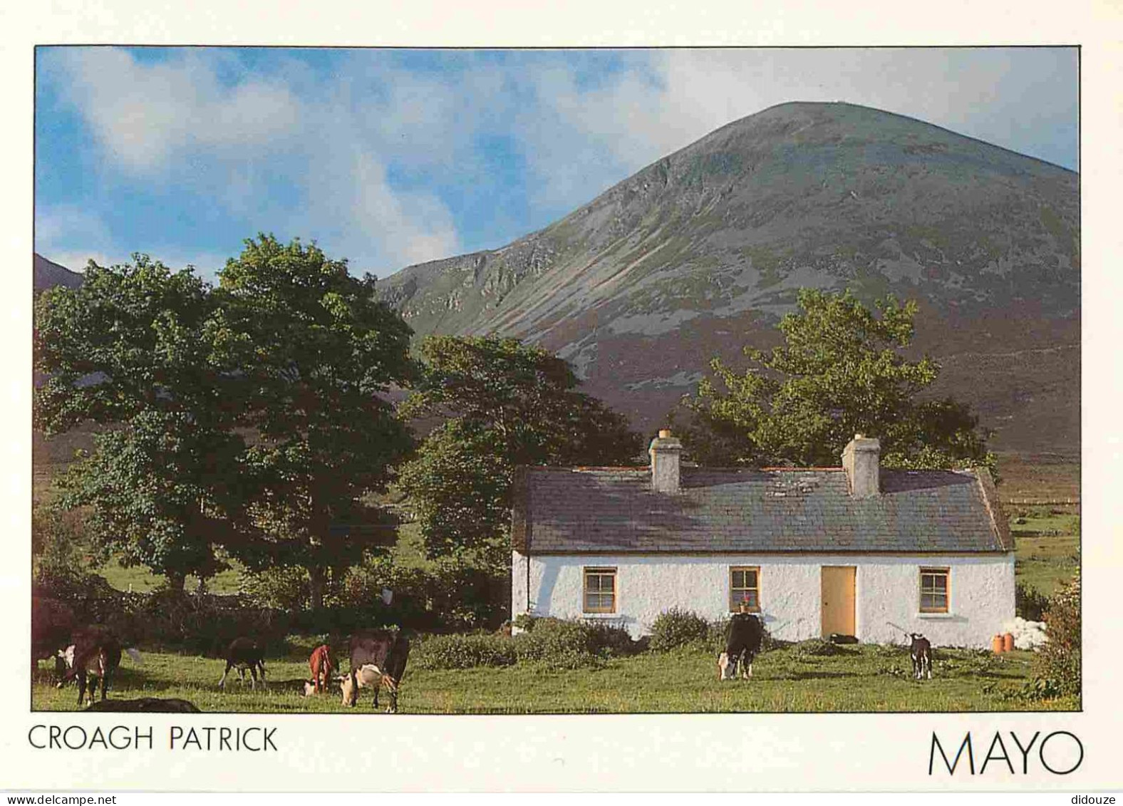 Irlande - Mayo - Croagh Patrick - Vaches - CPM - Carte Neuve - Voir Scans Recto-Verso - Mayo