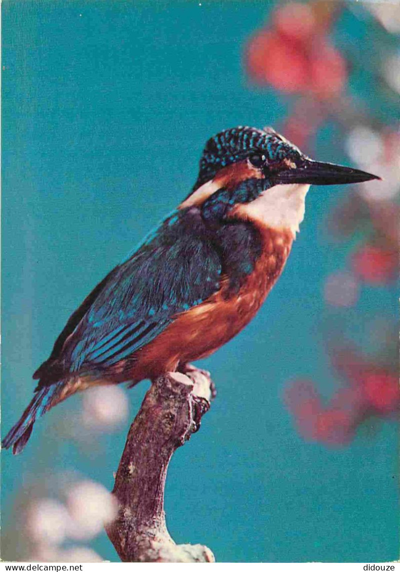 Animaux - Oiseaux - Martin-pêcheur - King-Fischer - Ijsvogel - Eisvogel - CPM - Voir Scans Recto-Verso - Birds