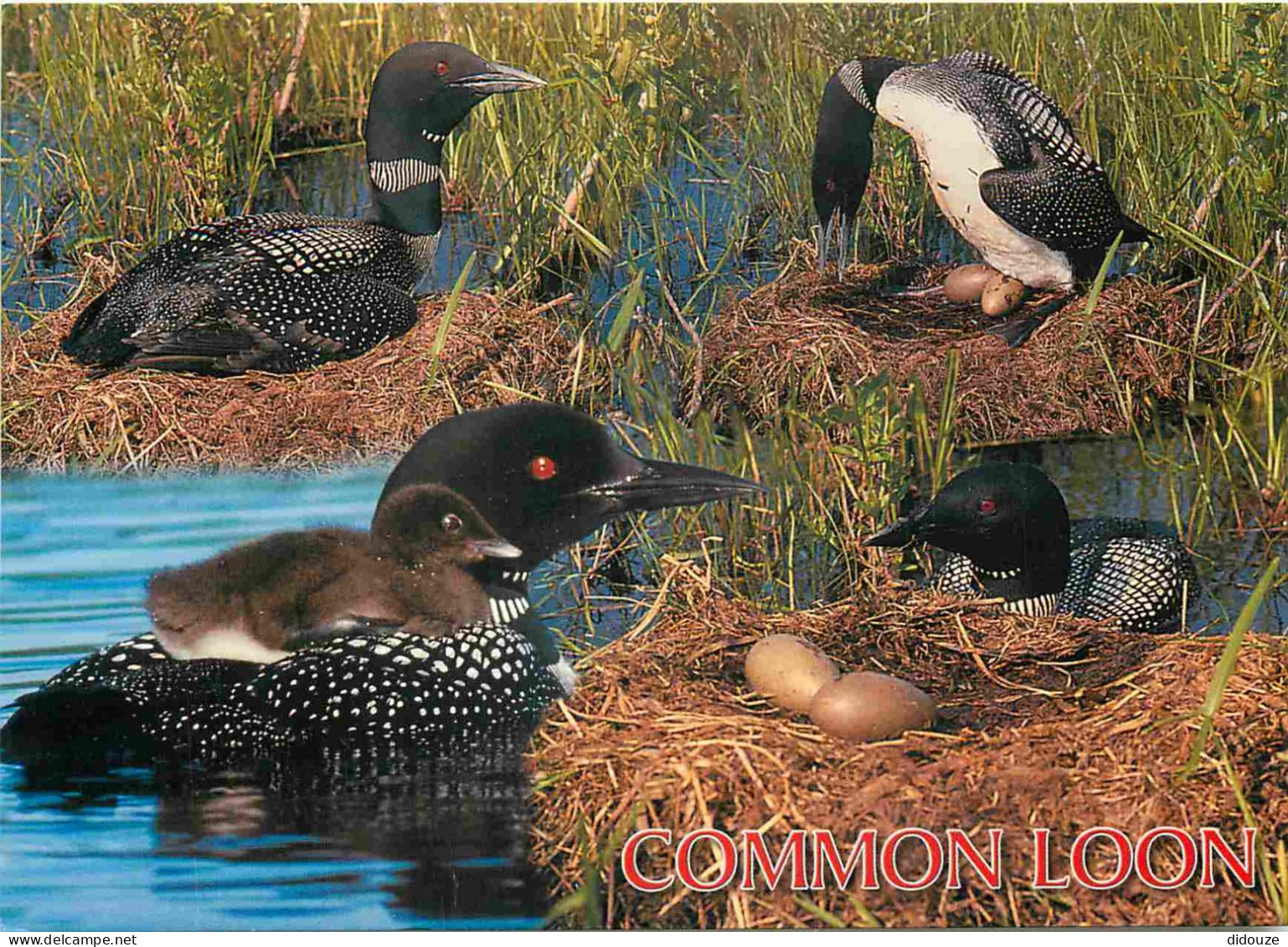 Animaux - Oiseaux - Plongeon Huard - Common Loon - Multivues - CPM - Carte Neuve - Voir Scans Recto-Verso - Birds