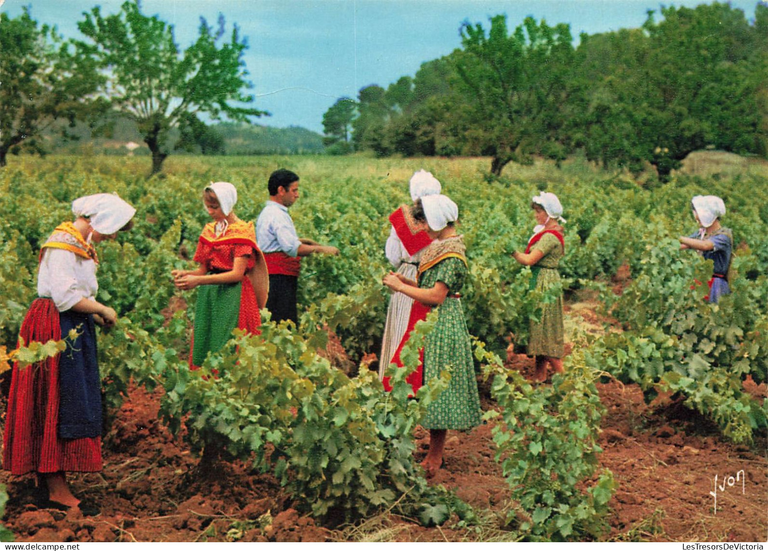 FOLKLORE - Costumes - Terre De La Vigne Et Des Cigales - L'écimage Des Vignes - Carte Postale - Trachten