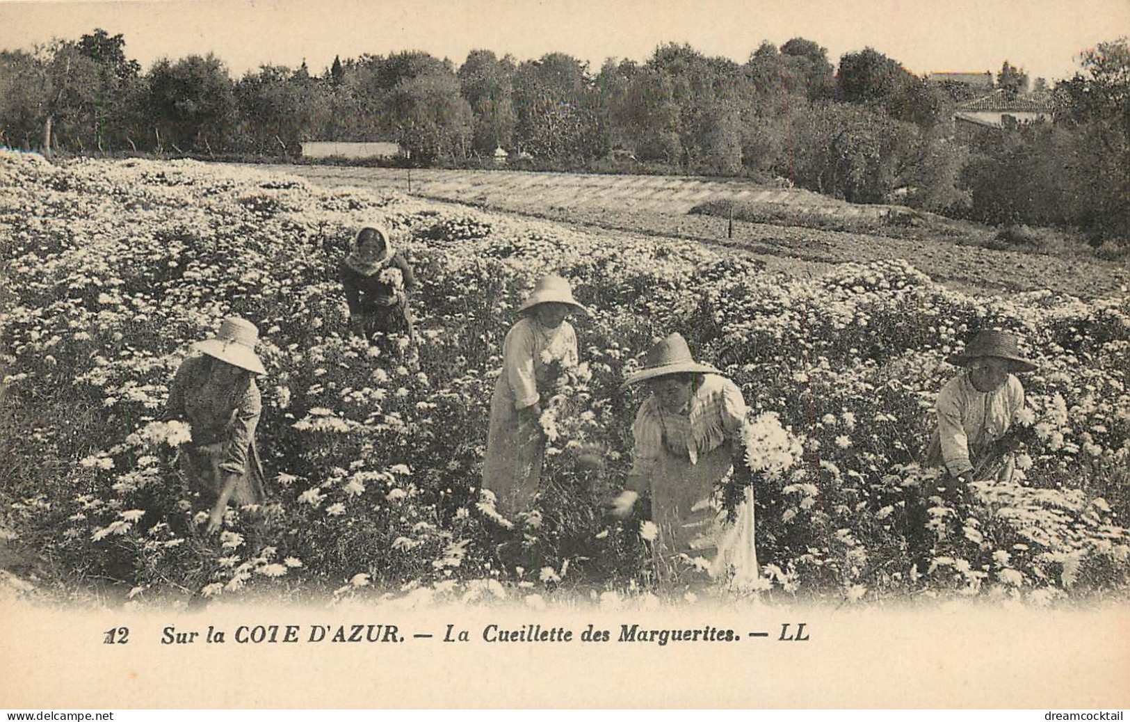 06 LA COTE D'AZUR. La Cueillette Des Marguerites - Provence-Alpes-Côte D'Azur