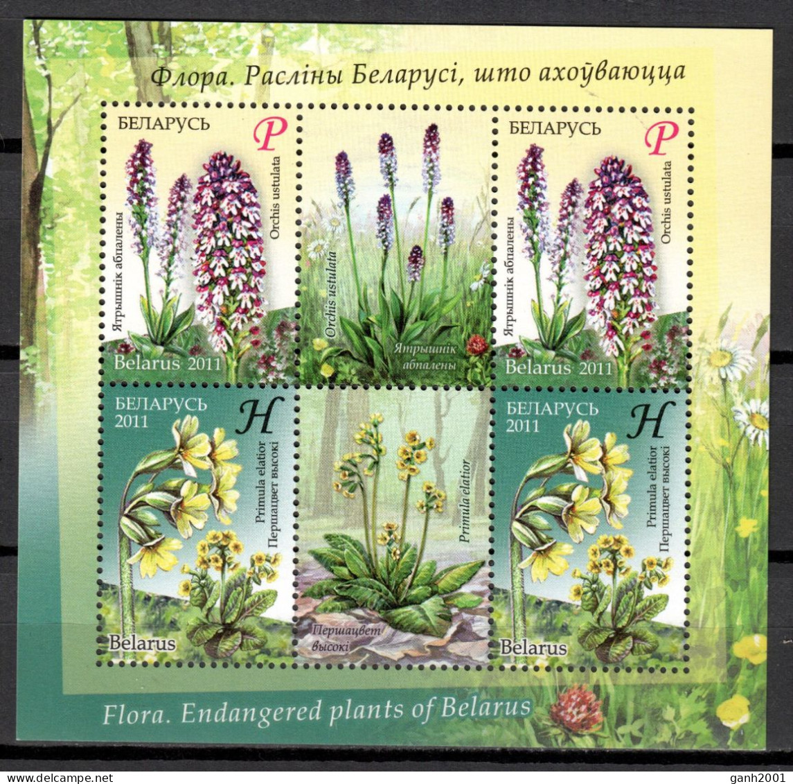 Belarus 2015 Bielorrusia / Flowers MNH Flores Blumen Fleurs / Hr39  27-16 - Andere & Zonder Classificatie