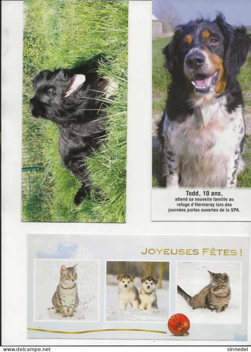 CARTES NEUVES - Chiens