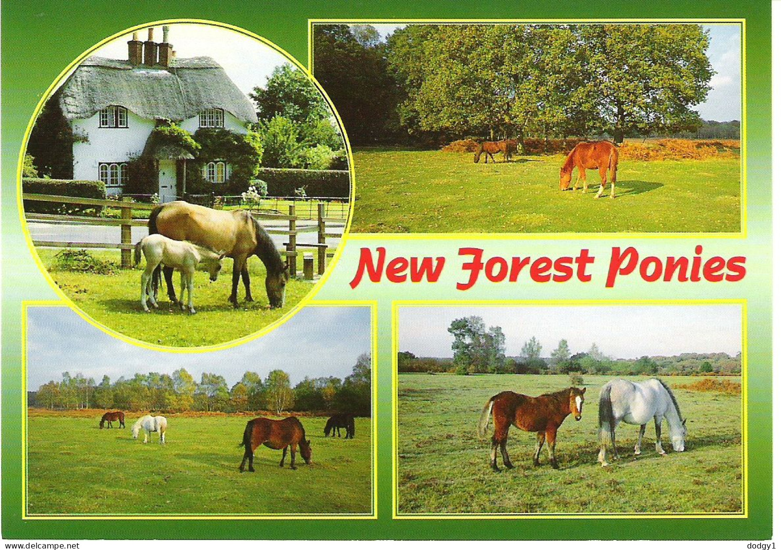 NEW FOREST PONIES, HAMPSHIRE. UNUSED POSTCARD M8 - Sonstige & Ohne Zuordnung