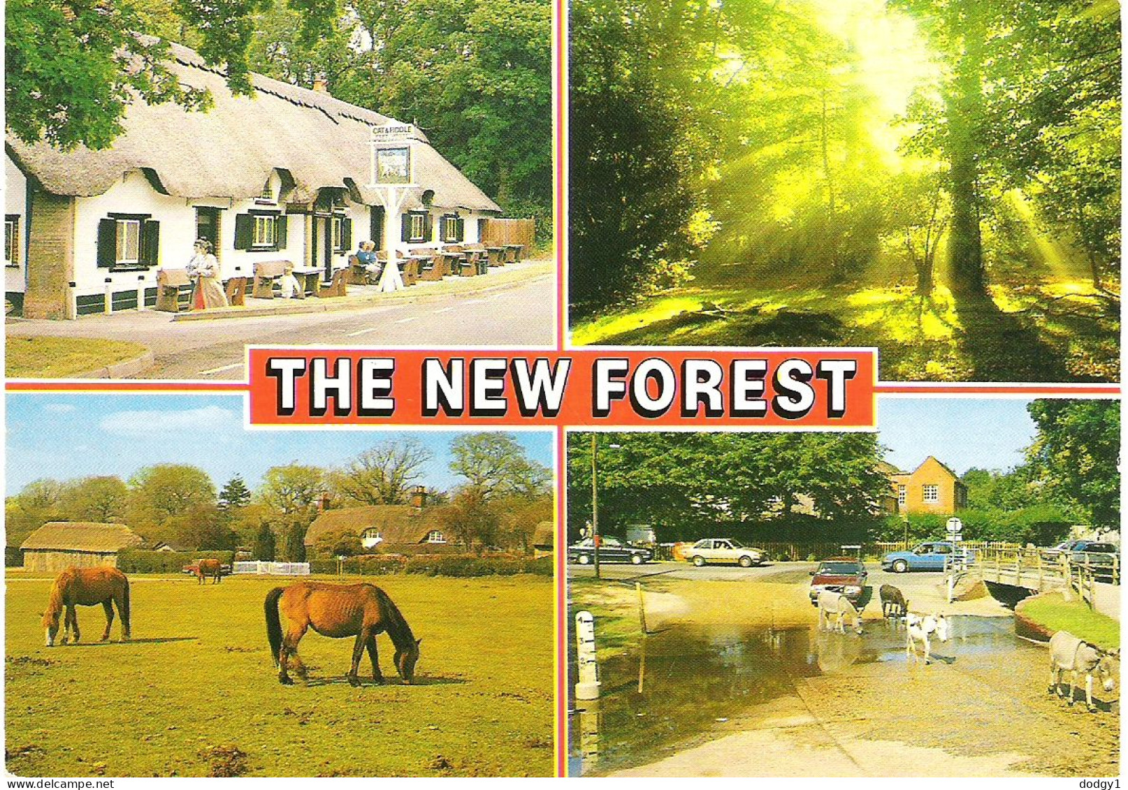 SCENES FROM THE NEW FOREST, HAMPSHIRE. UNUSED POSTCARD M8 - Other & Unclassified