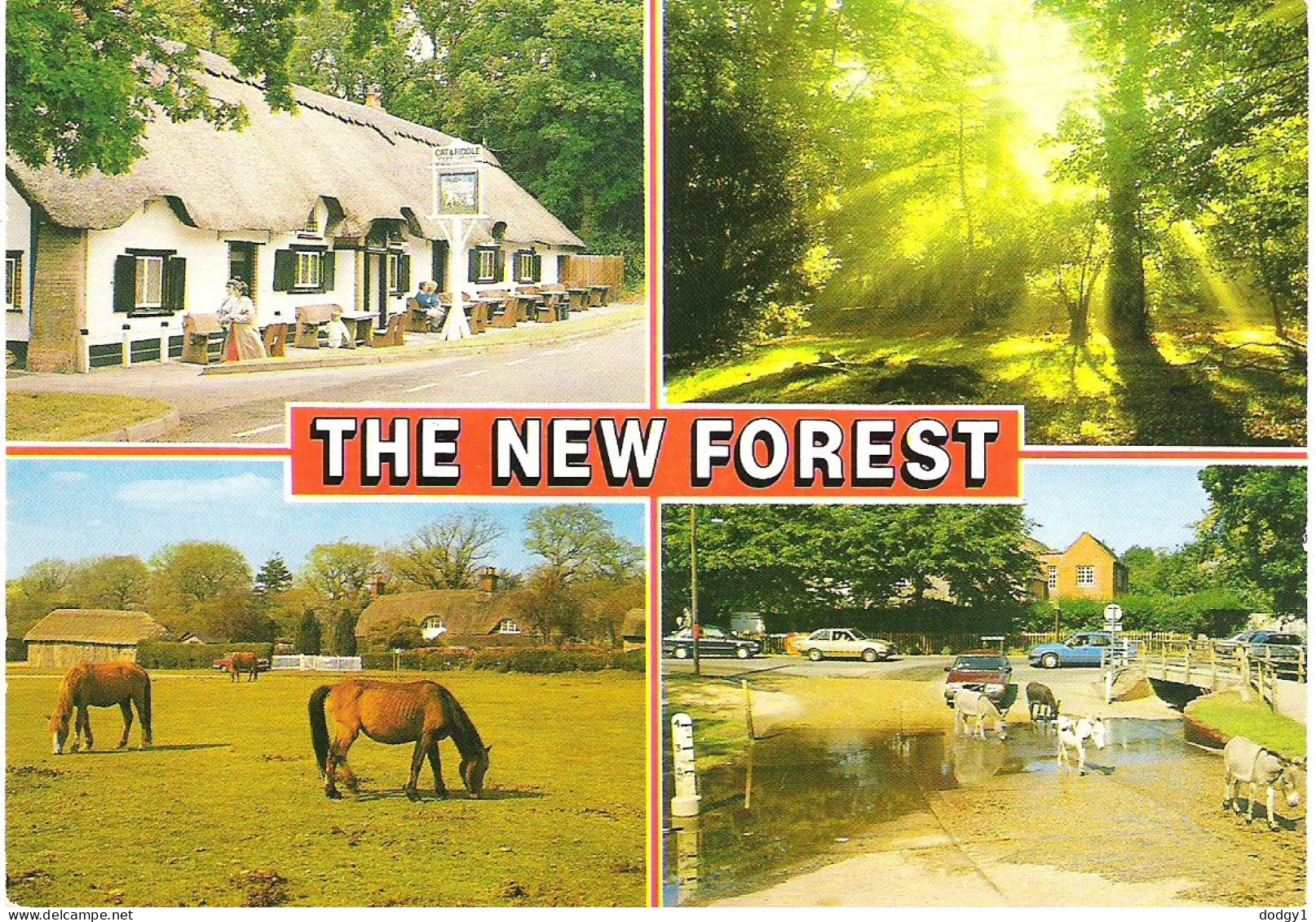 SCENES FROM THE NEW FOREST, HAMPSHIRE. UNUSED POSTCARD M8 - Sonstige & Ohne Zuordnung