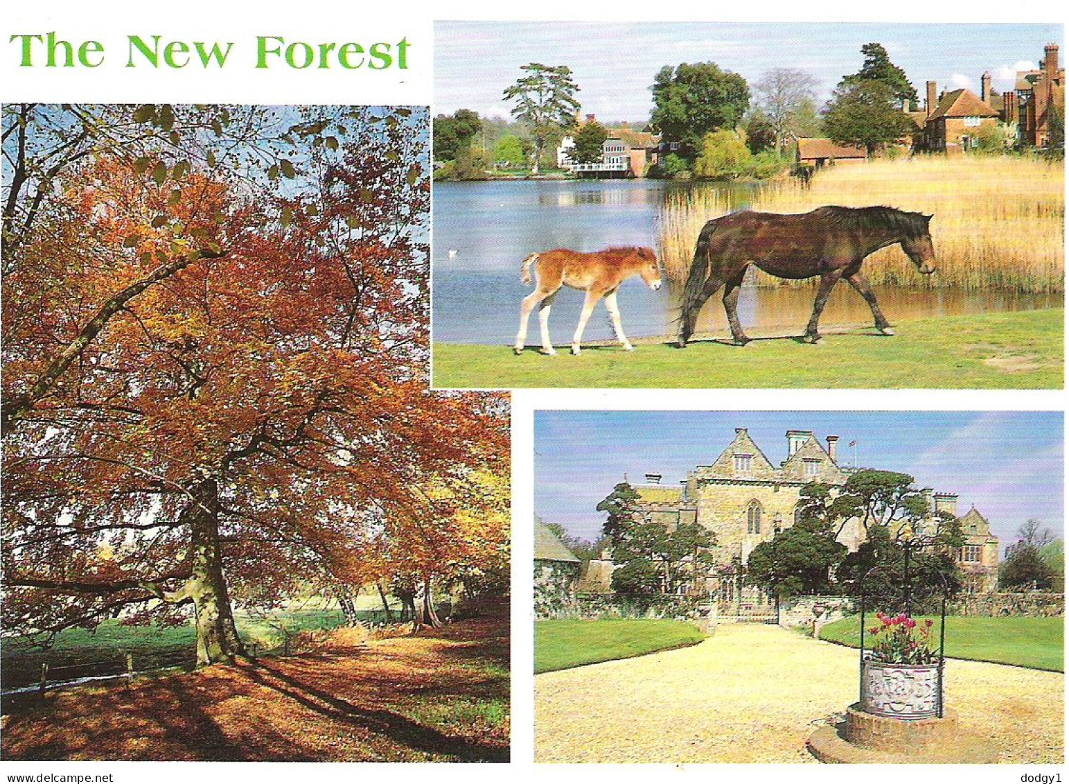 SCENES FROM THE NEW FOREST, HAMPSHIRE. USED POSTCARD M9 - Andere & Zonder Classificatie