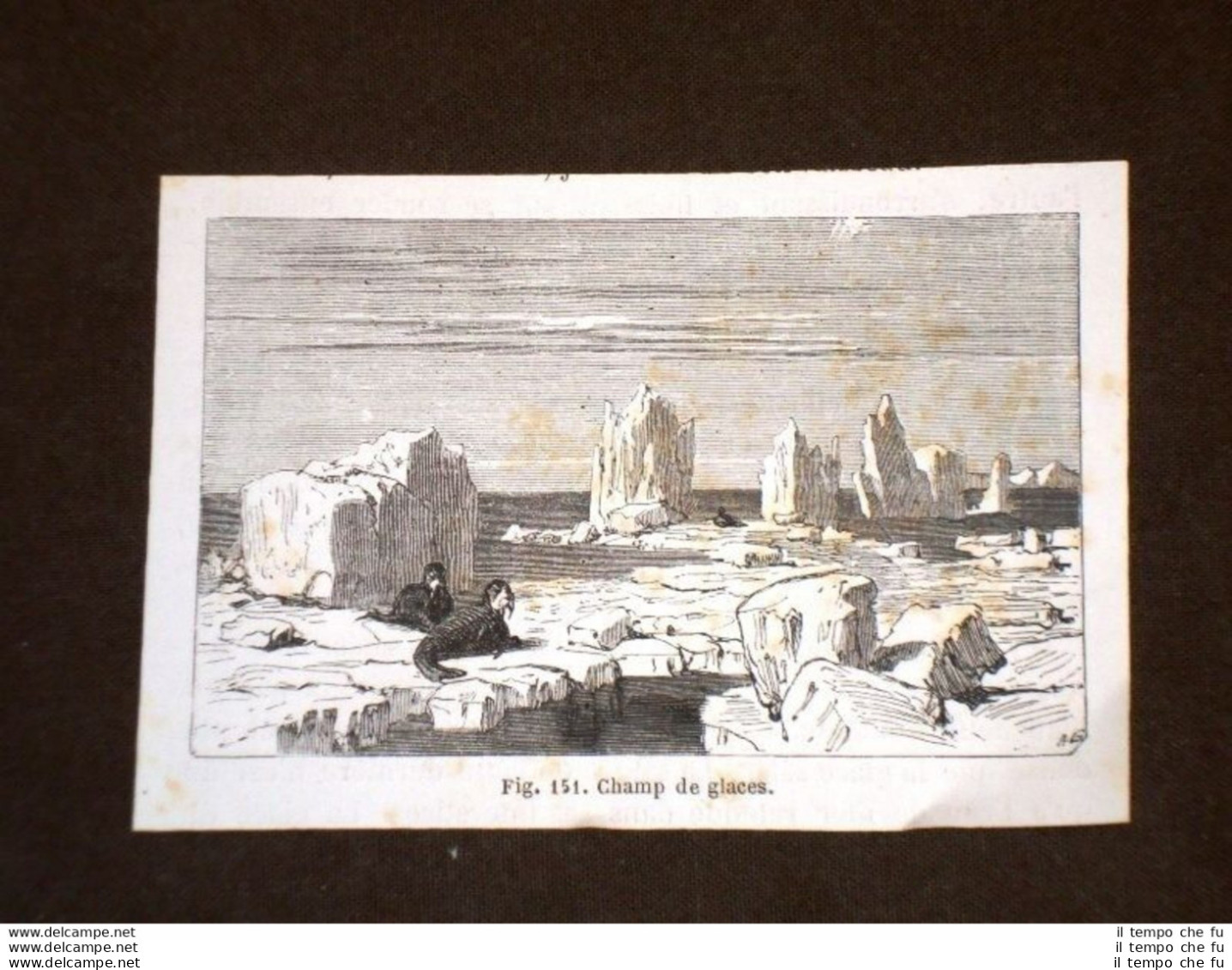 Polo Nord Nel 1864 Campo Di Ghiaccio Con Tricheco O Leone Marino - Antes 1900