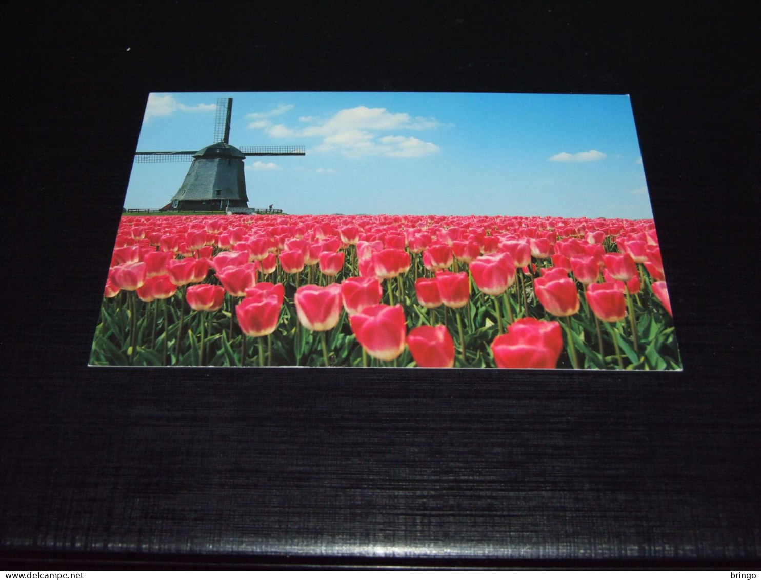 74551-  IGNO CUYPERS - RED TULIPS AND WINDMILL, HOLLAND - FLOWERS / BLUMEN / FLEURS / FLORES - Bloemen