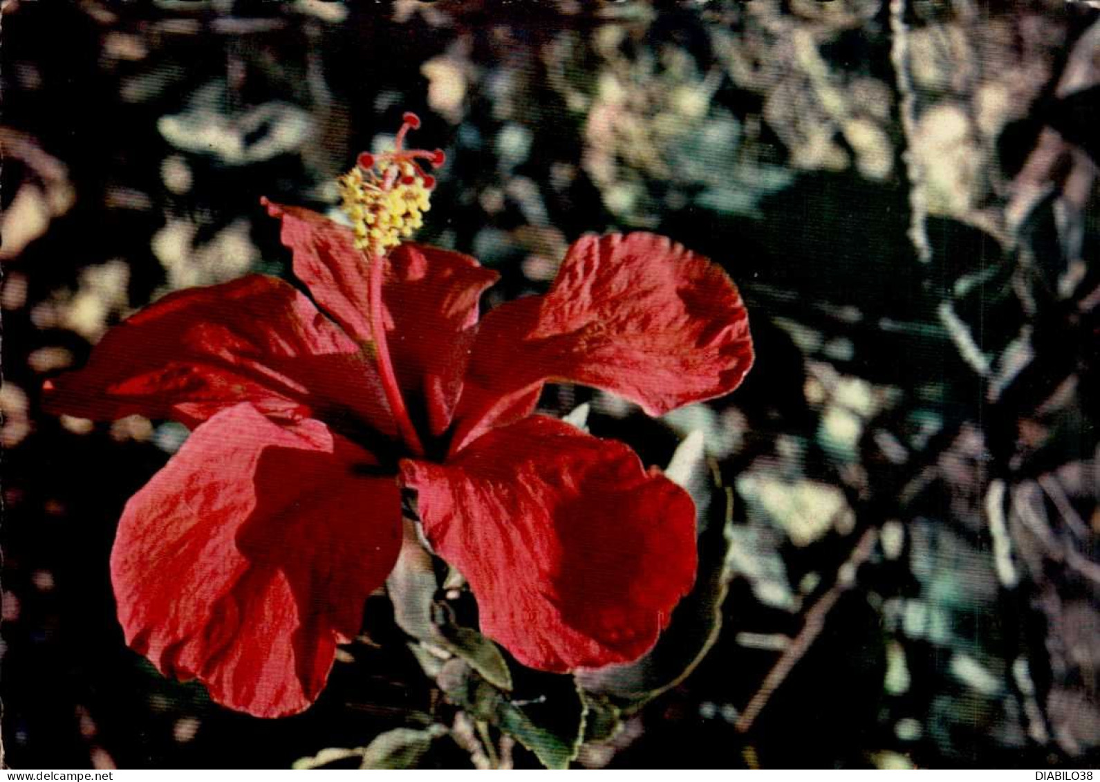 FLEURS TROPICALES  . HIBISCUS - Bloemen