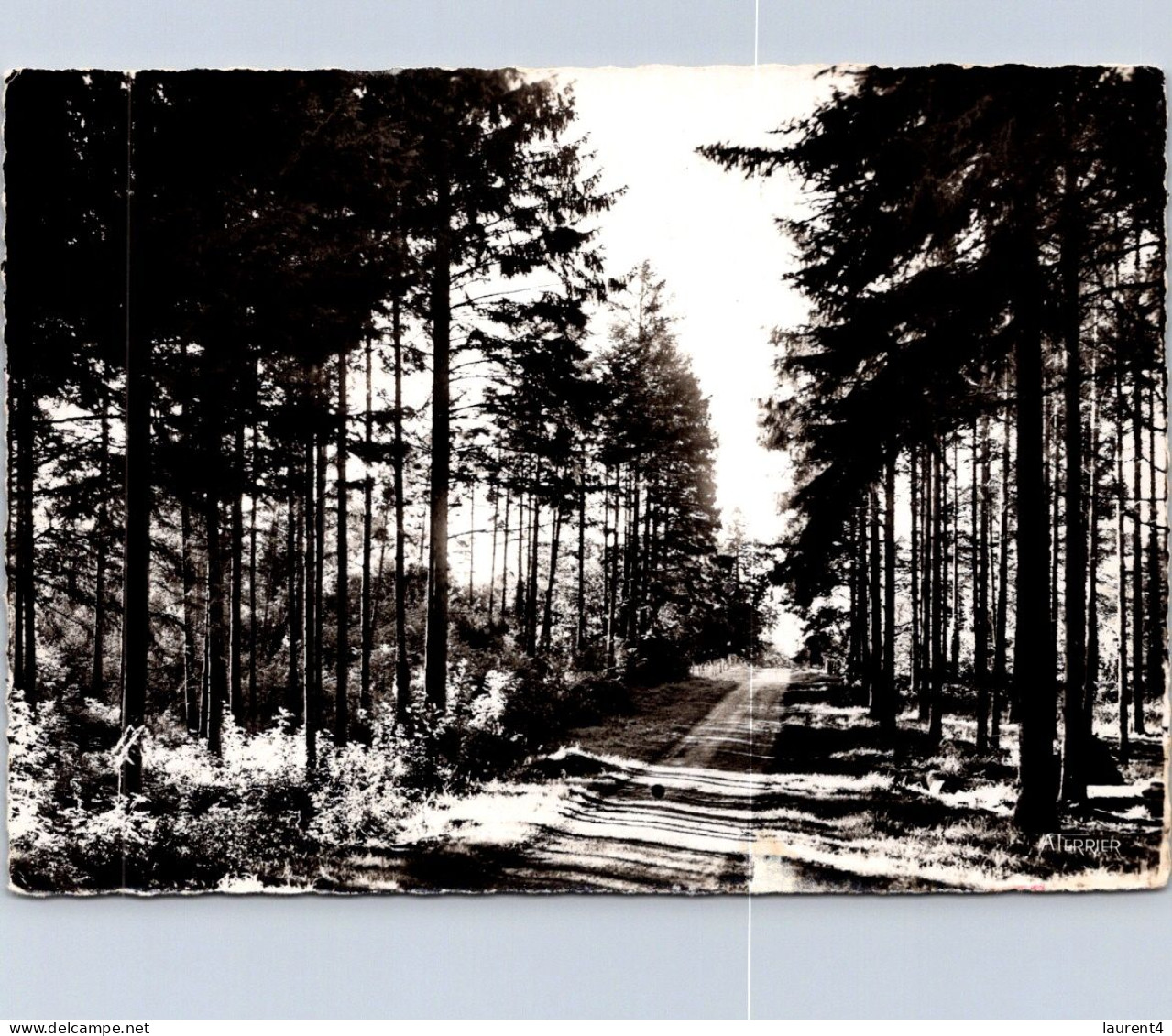 17-4-2024 (2 Z 18) France (b/w) Forêt De EU - Bäume