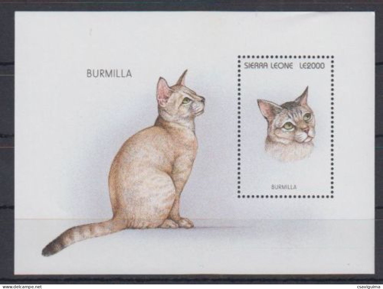 Sierra Leone - 1996 - Cats: Burmilla   - Yv Bf 300 - Domestic Cats