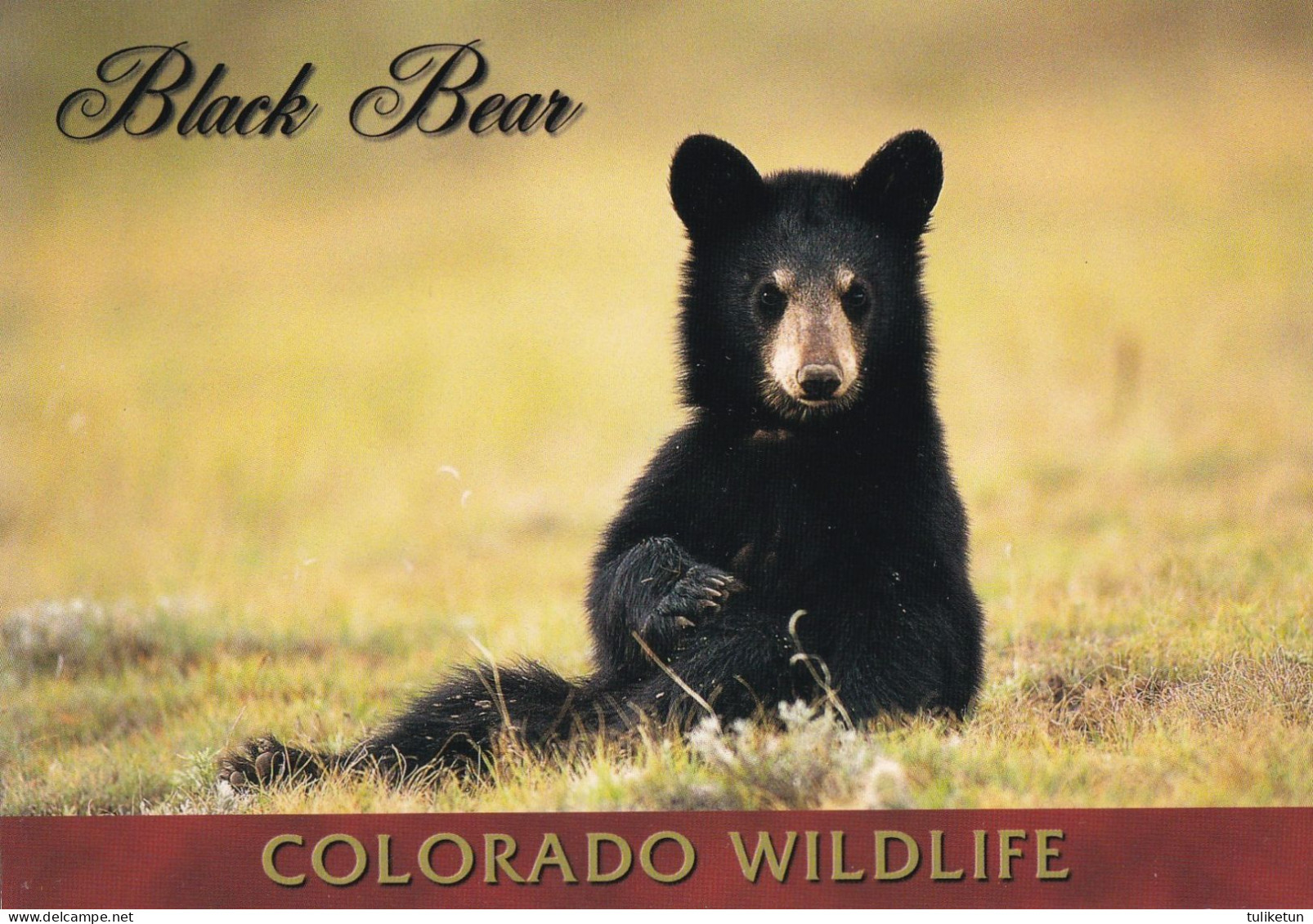 Colorado Wildlife - Black Bear - Other & Unclassified