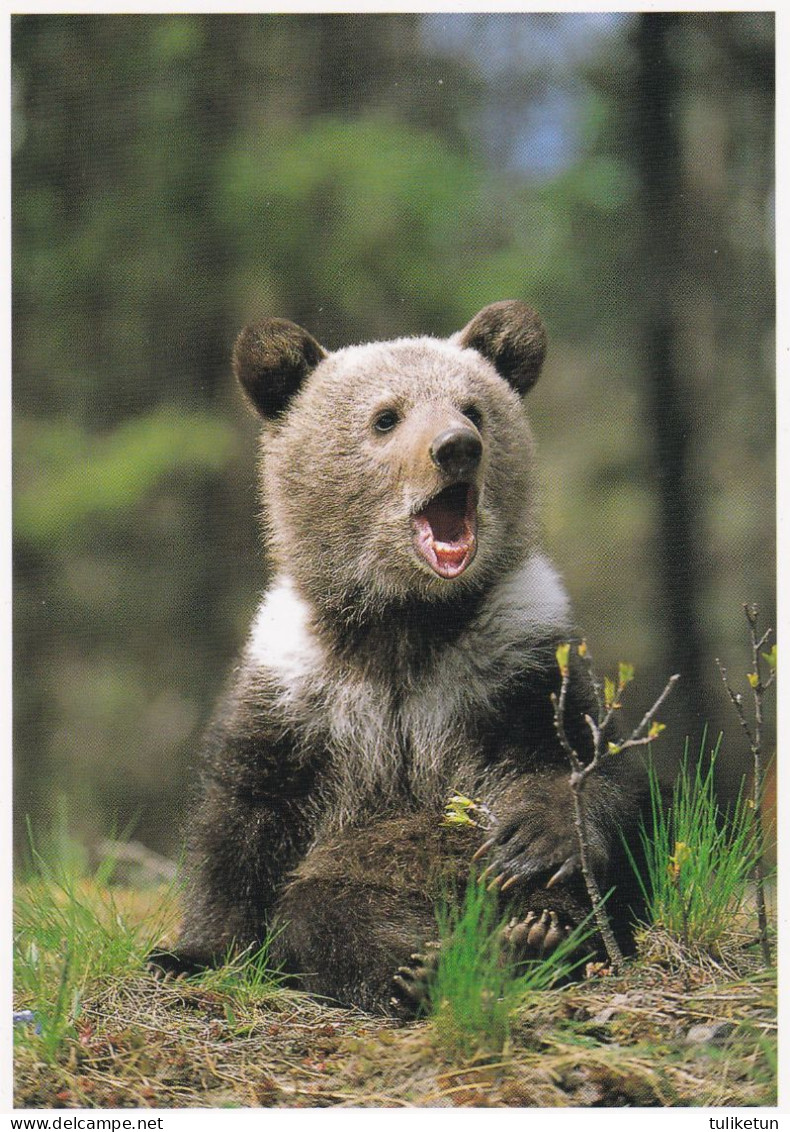 Bears Of North America - Grizzly Cub (Ursus Arctos) - Grizzly Bear - Other & Unclassified