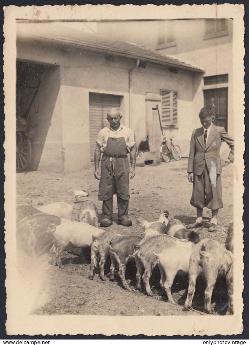 Italia 1941 - Maialini E Galline All'abbeveratoio - Fotografia D'epoca  - Places