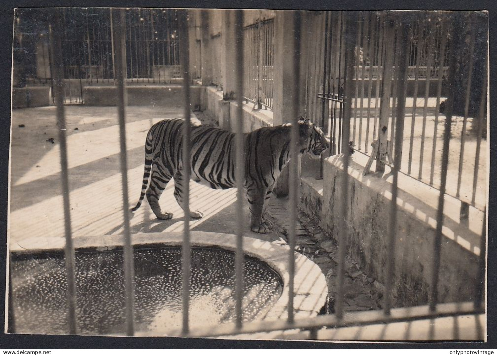Tigre Nel Recinto Di Uno Zoo - 1940 Fotografia D'epoca - Vintage Photo - Places