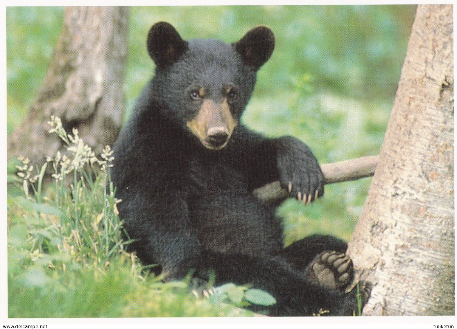 Shenandoan National Park - Black Bear (Ursus Americanus) - Other & Unclassified
