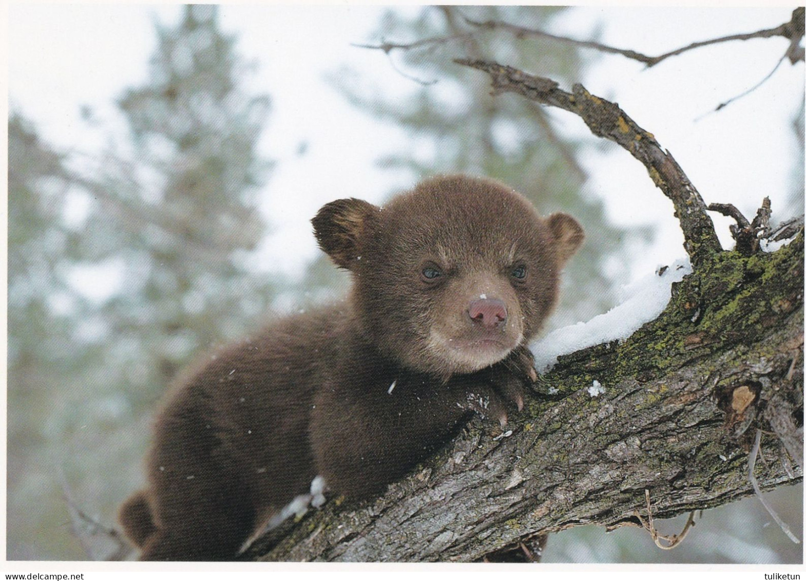 North American Wildlife - Black Bear (Ursus Americanus) - Other & Unclassified