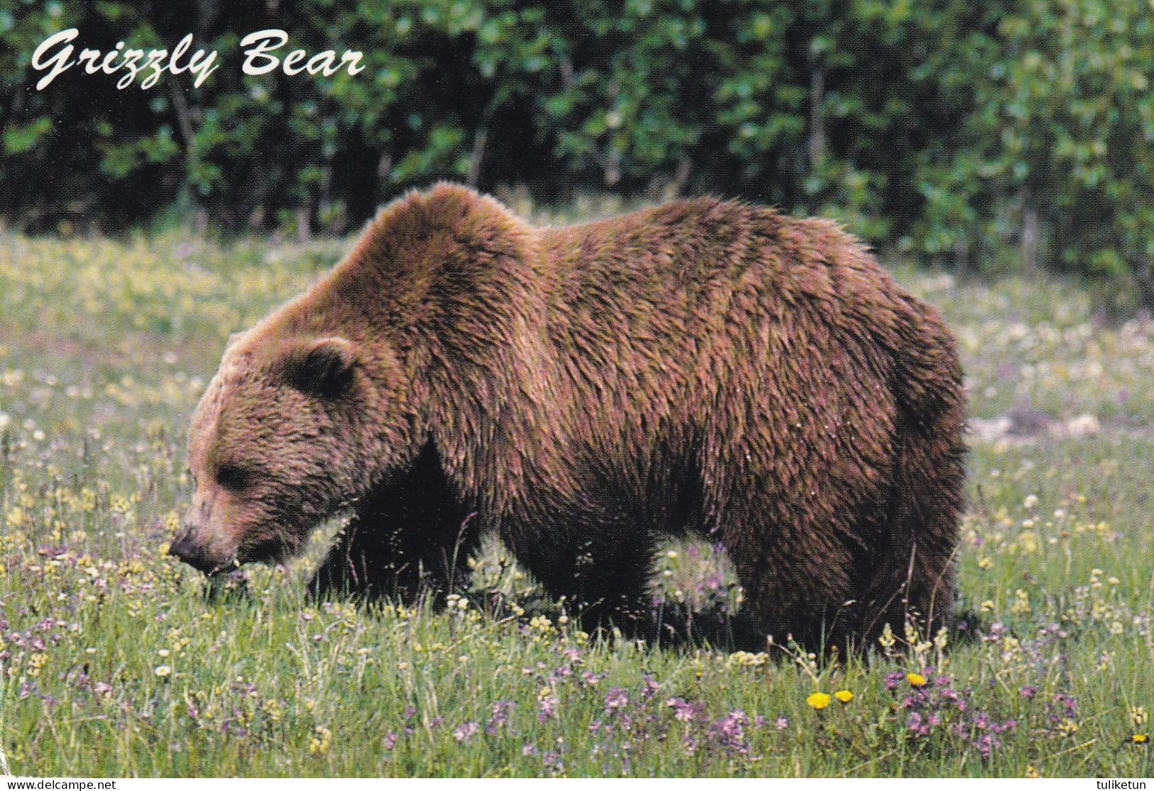 Canadian Wildlife - Grizzly Bear - Other & Unclassified