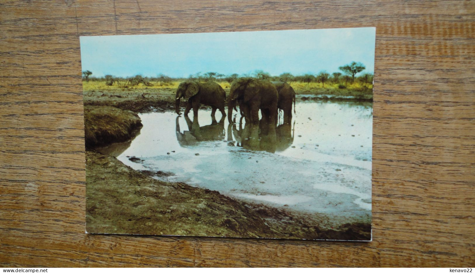 Cameroun , éléphants à La Réserve De Waza ( Nord-cameroun ) - Camerun