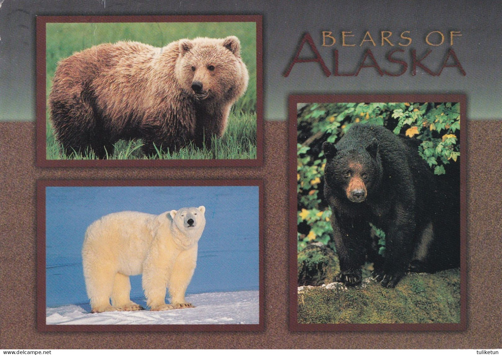 Bears Of Alaska - Canadian Wildlife - Fauna - Other & Unclassified